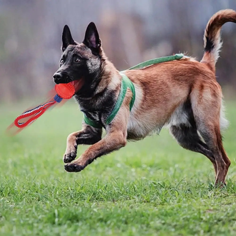 The Pawfect Chew & Chase Ball – For Indoor Zoomies & Outdoor Fu